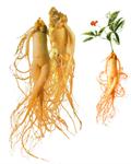 American ginseng